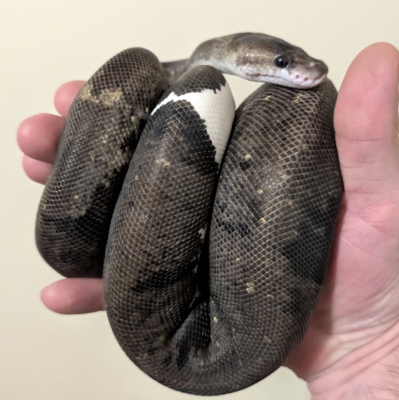 animal image