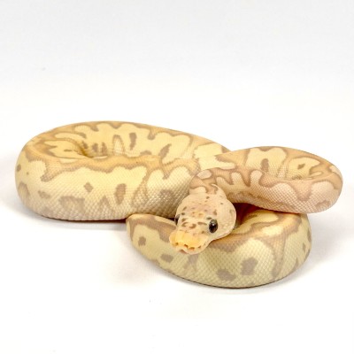 animal image