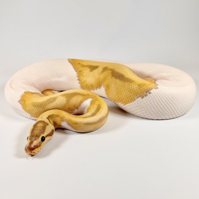 animal image
