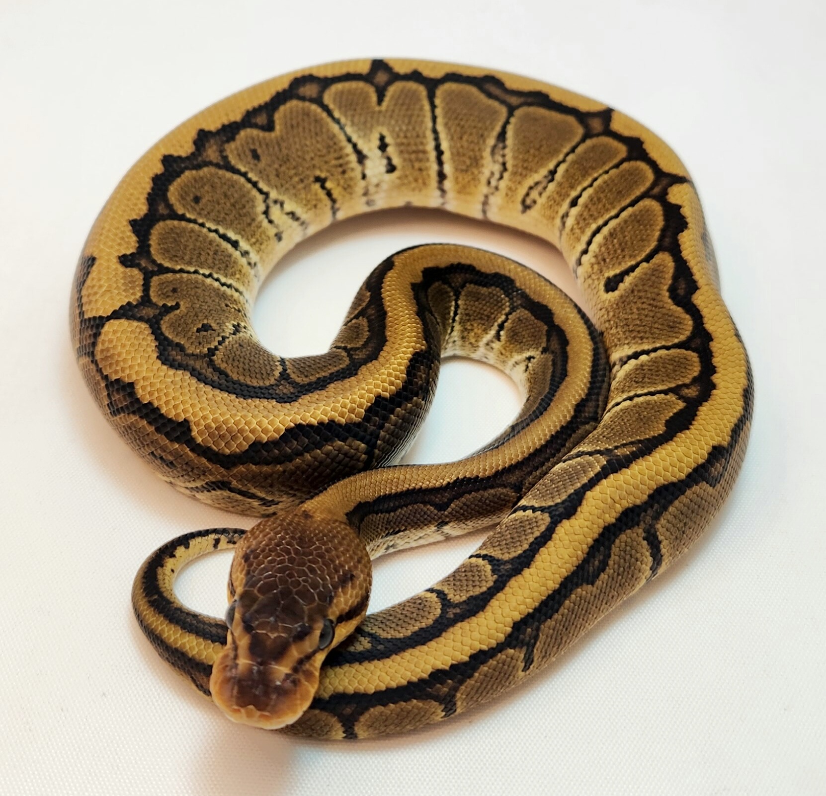 animal image