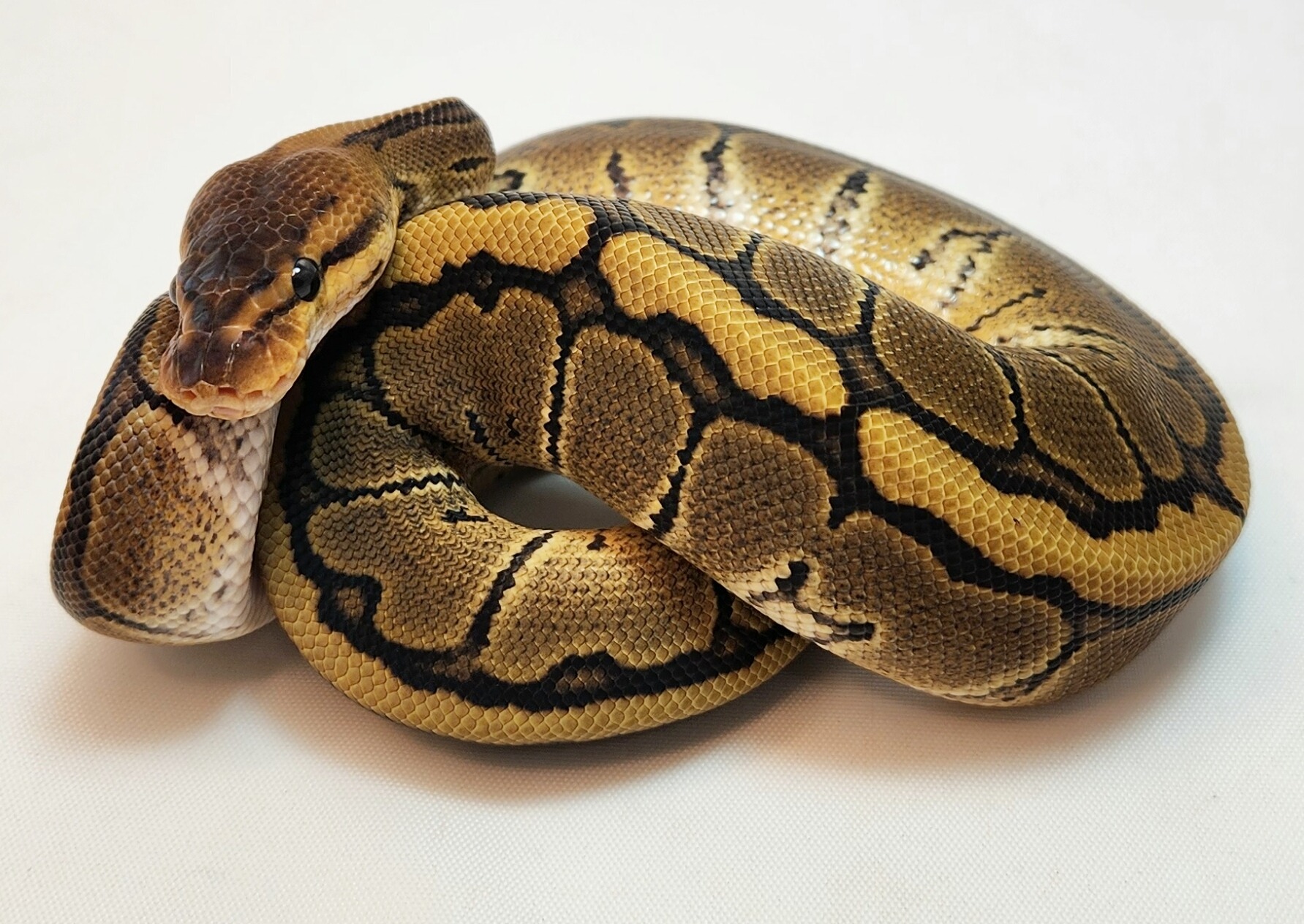 animal image