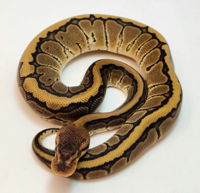 animal image