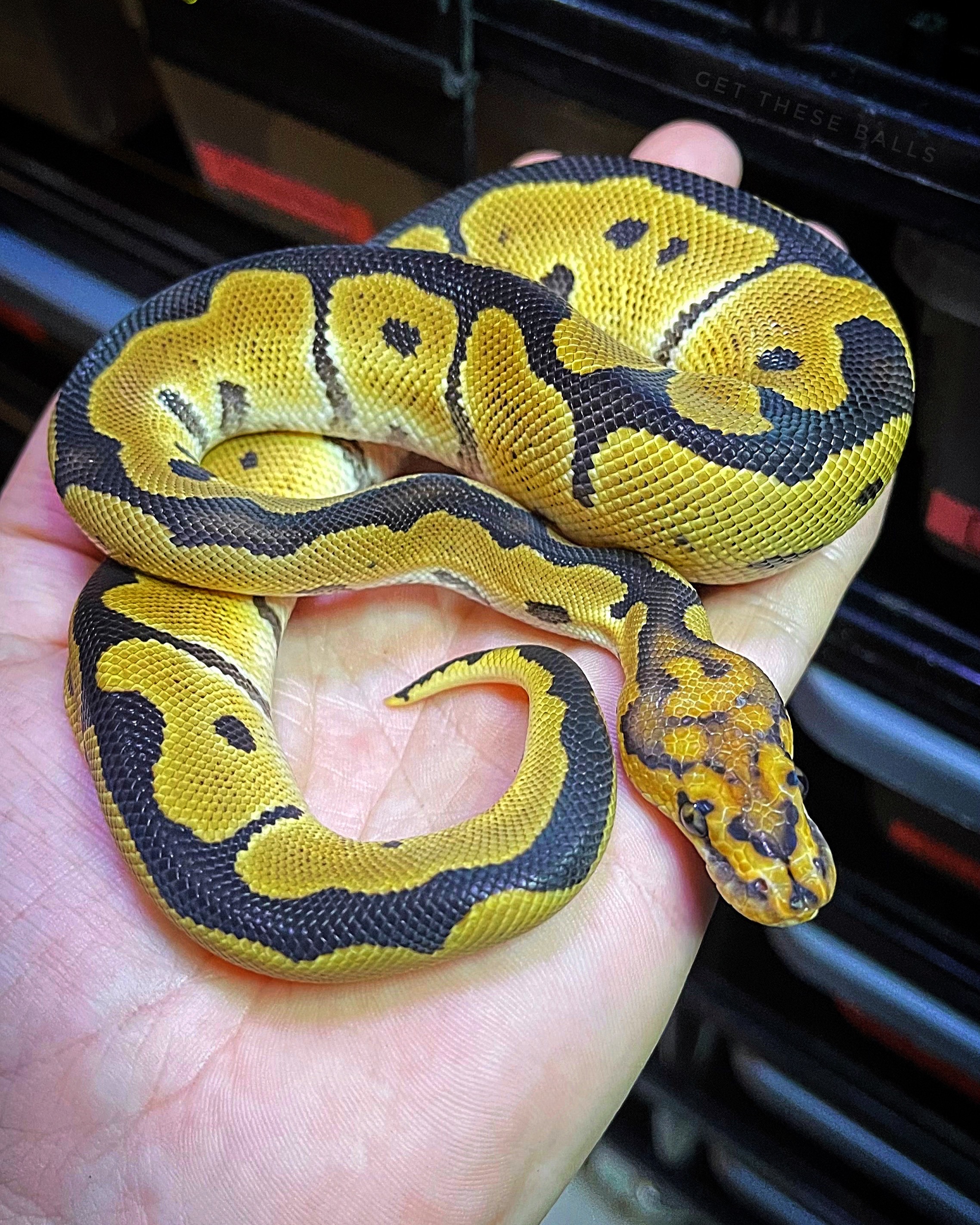 2022 1.0 Clown 50% Het Hypo