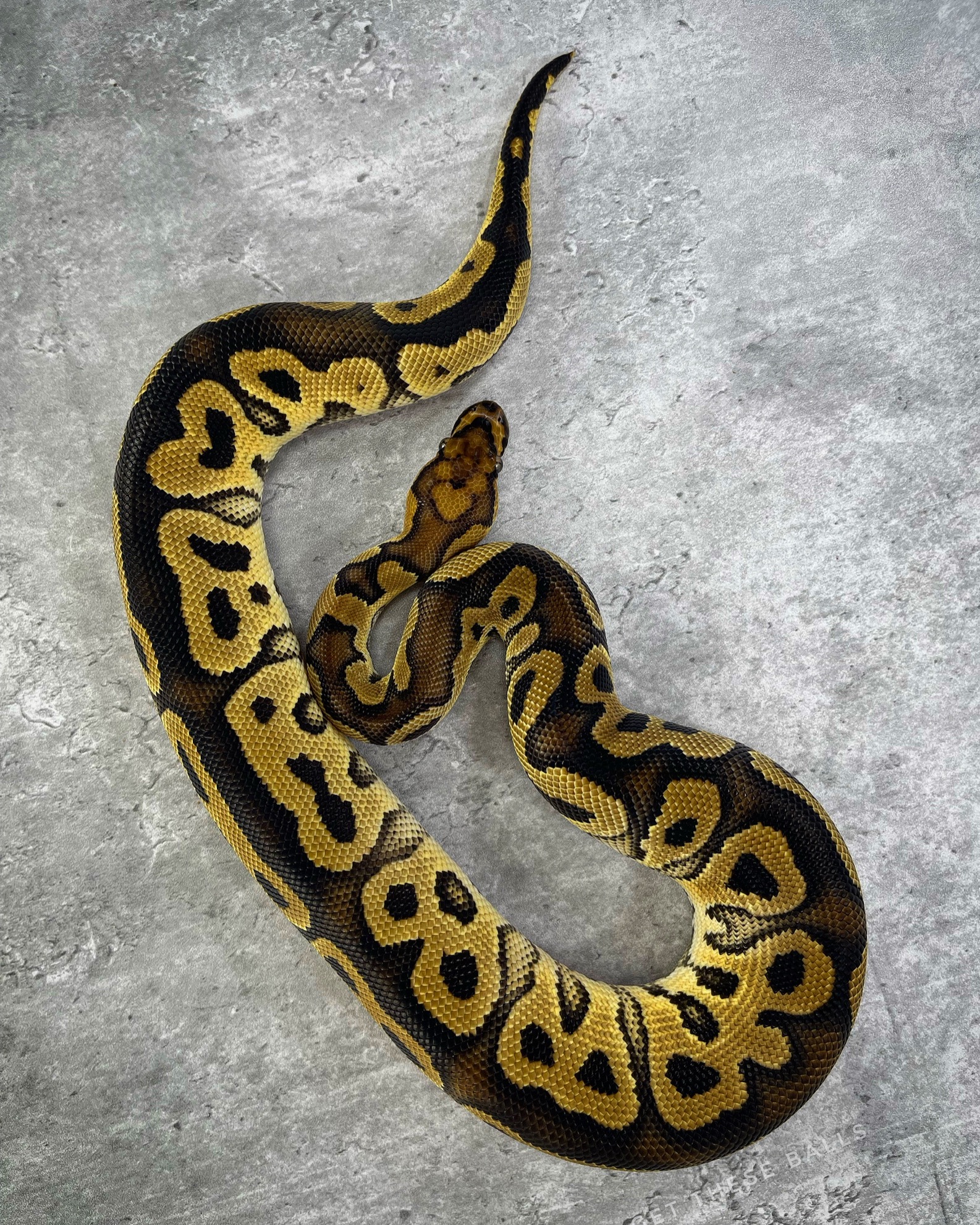 animal image