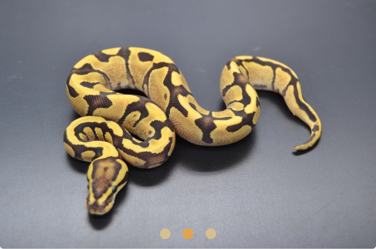 2022 Fire Enchi Het Clown