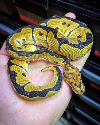 animal image