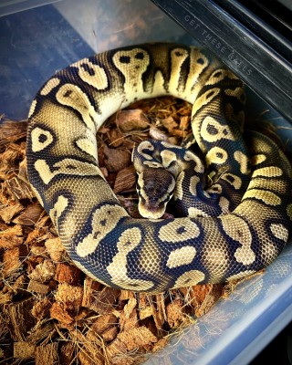 animal image