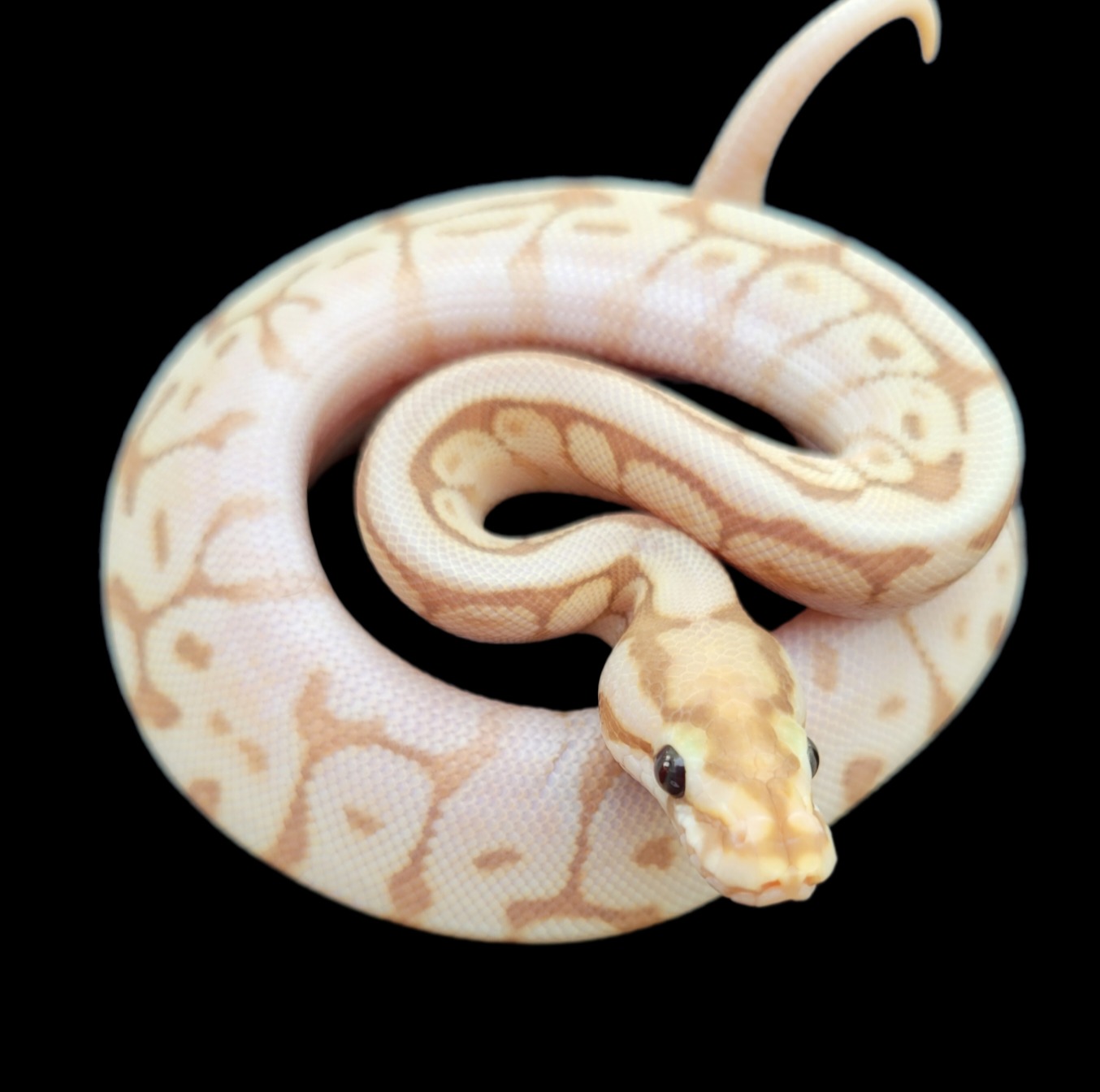 animal image