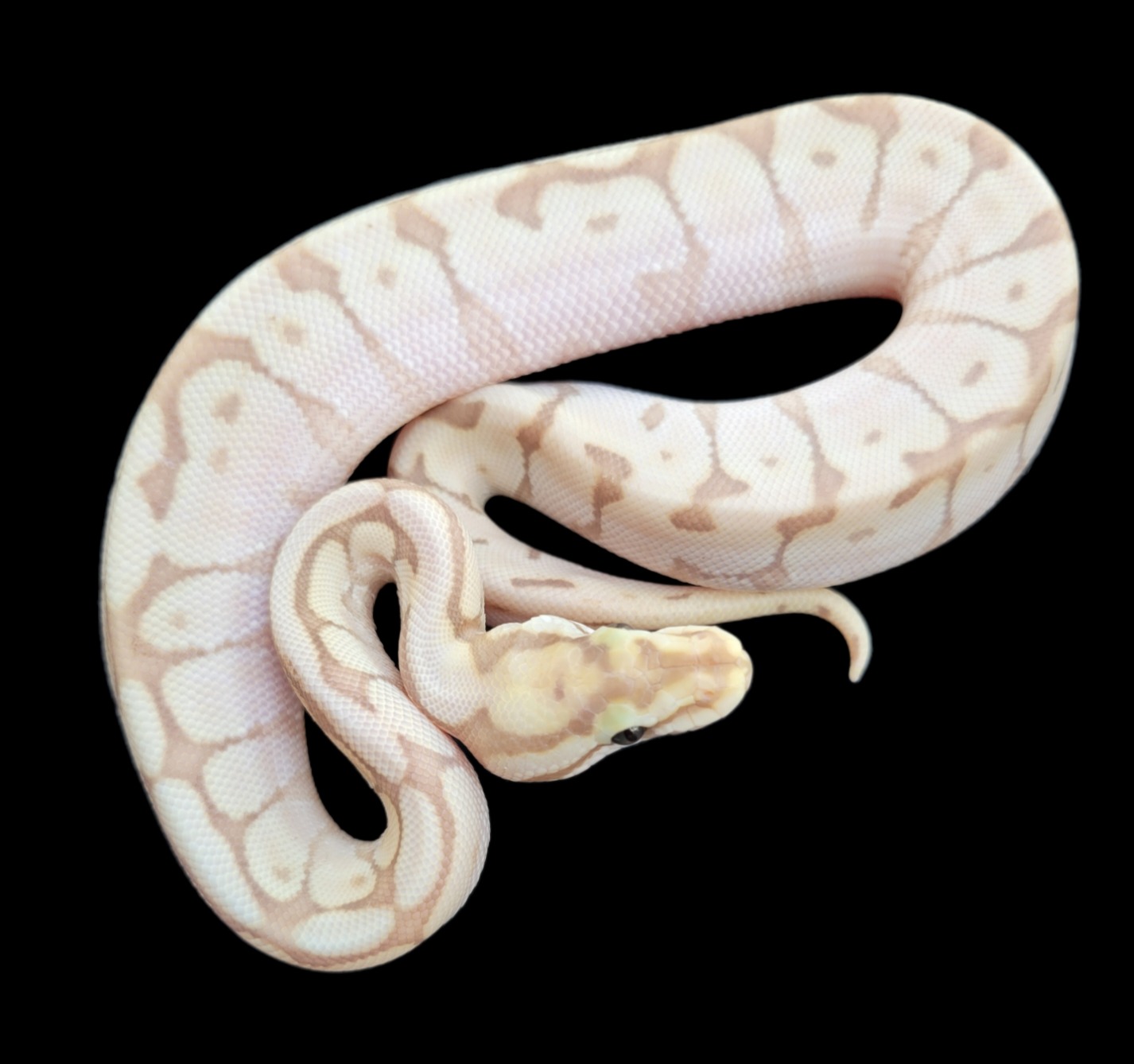 animal image