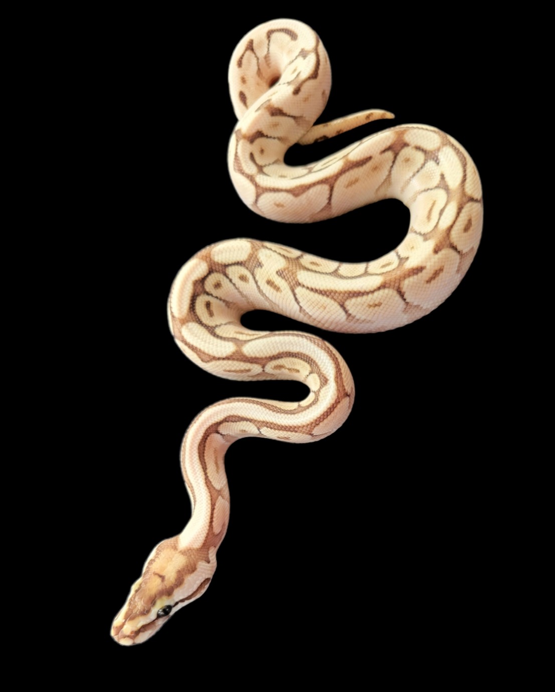 animal image