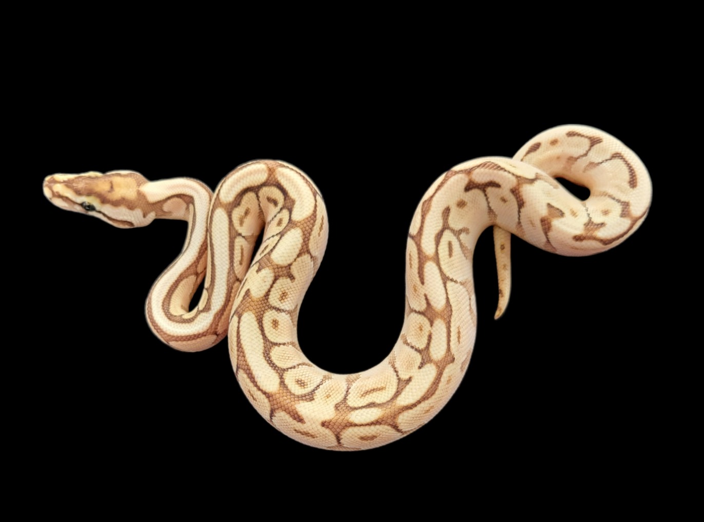 animal image