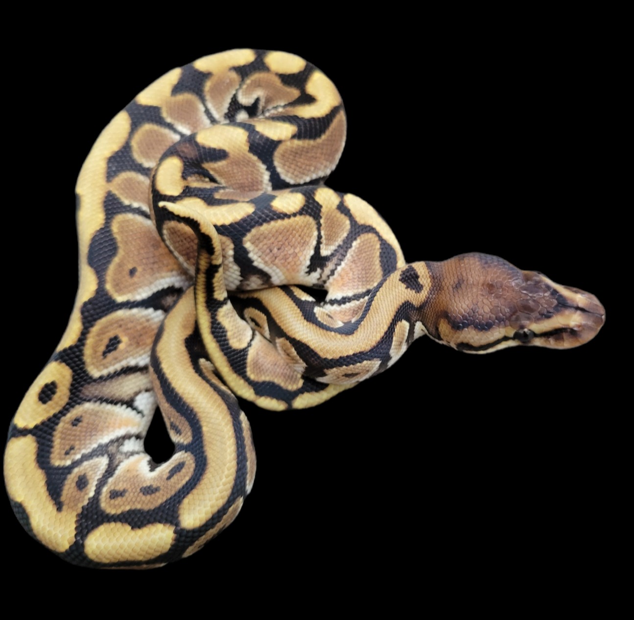 animal image