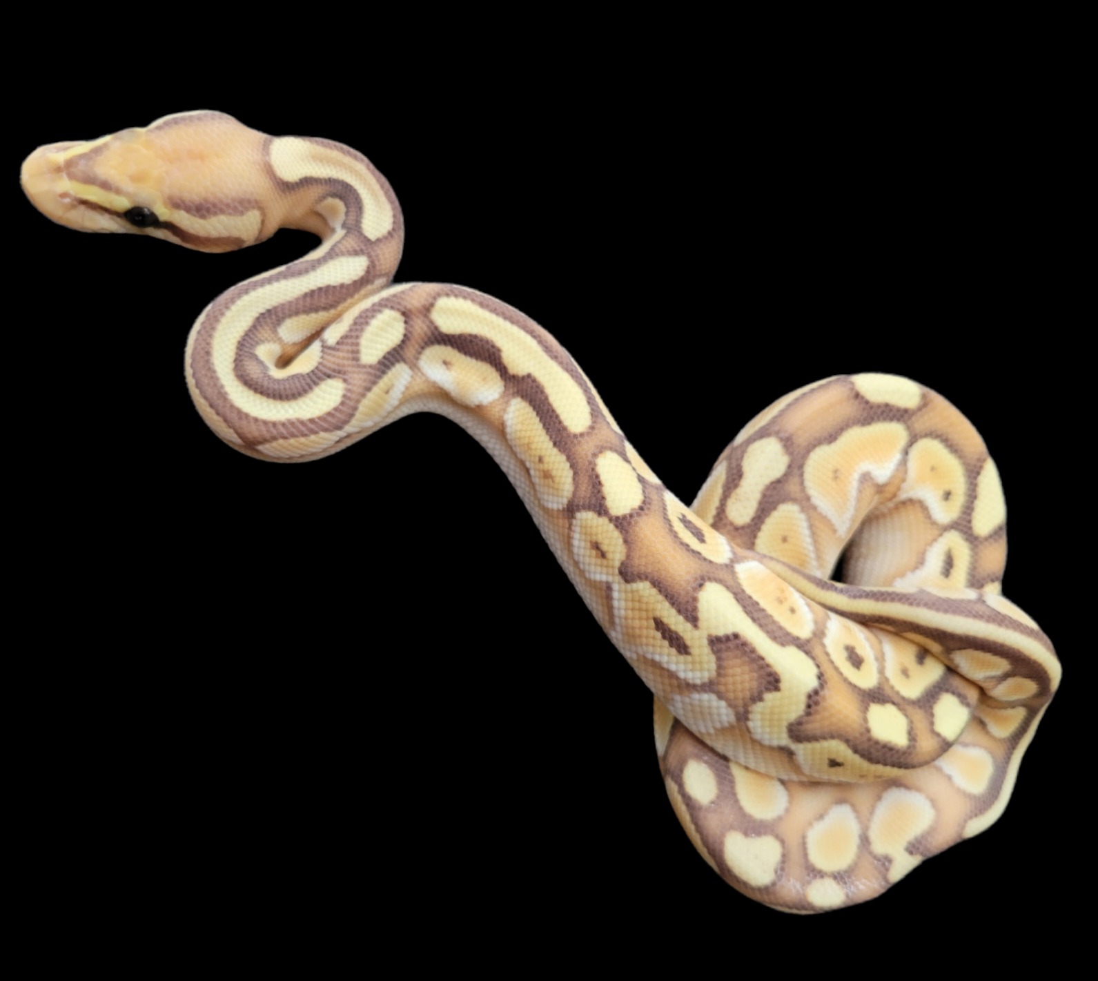 animal image