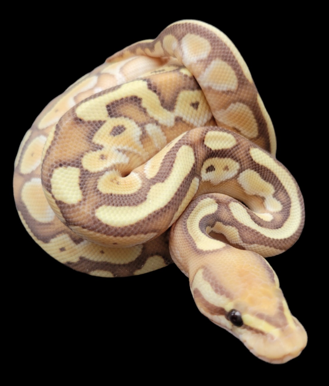 animal image