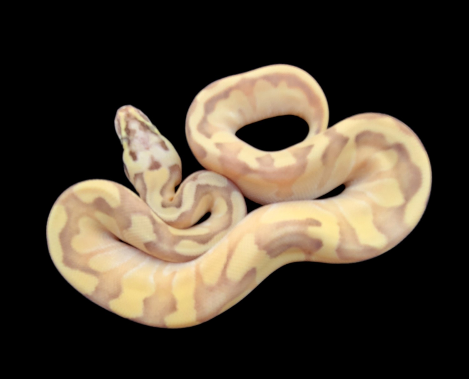 animal image