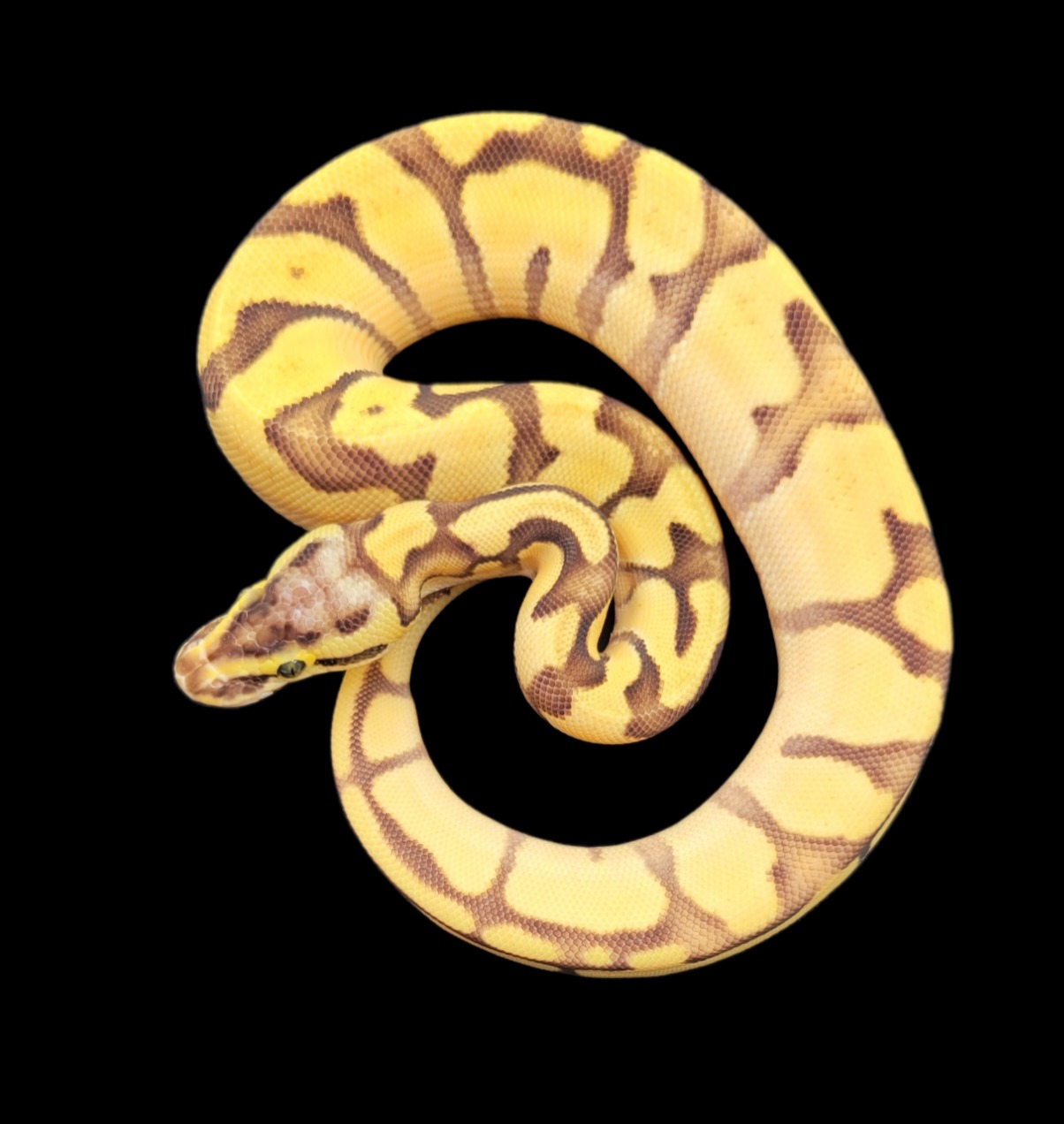 animal image