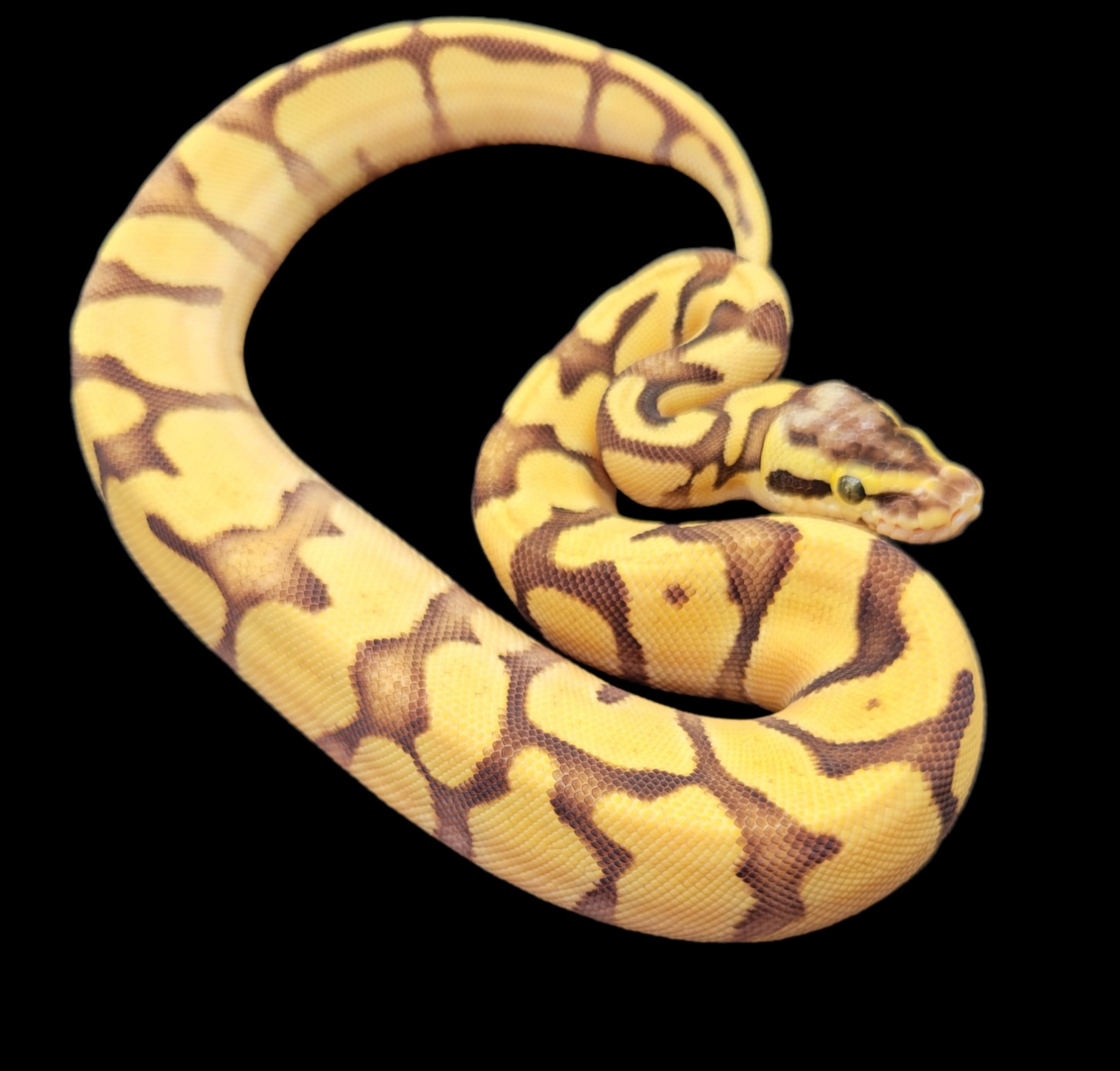 animal image