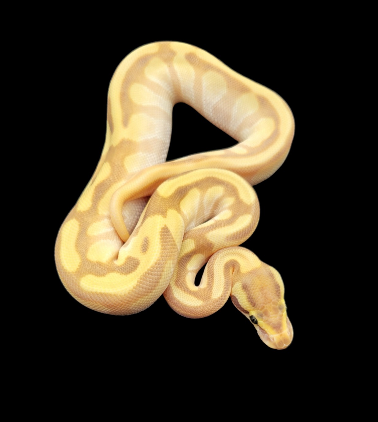 animal image