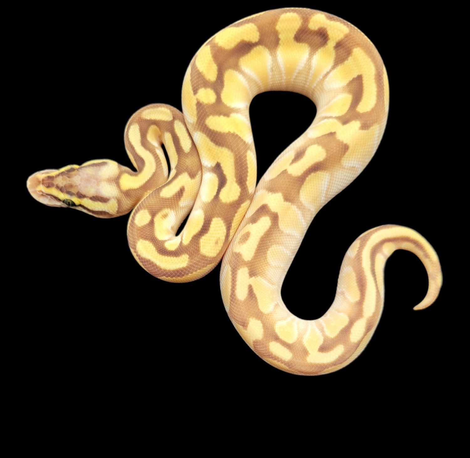 animal image