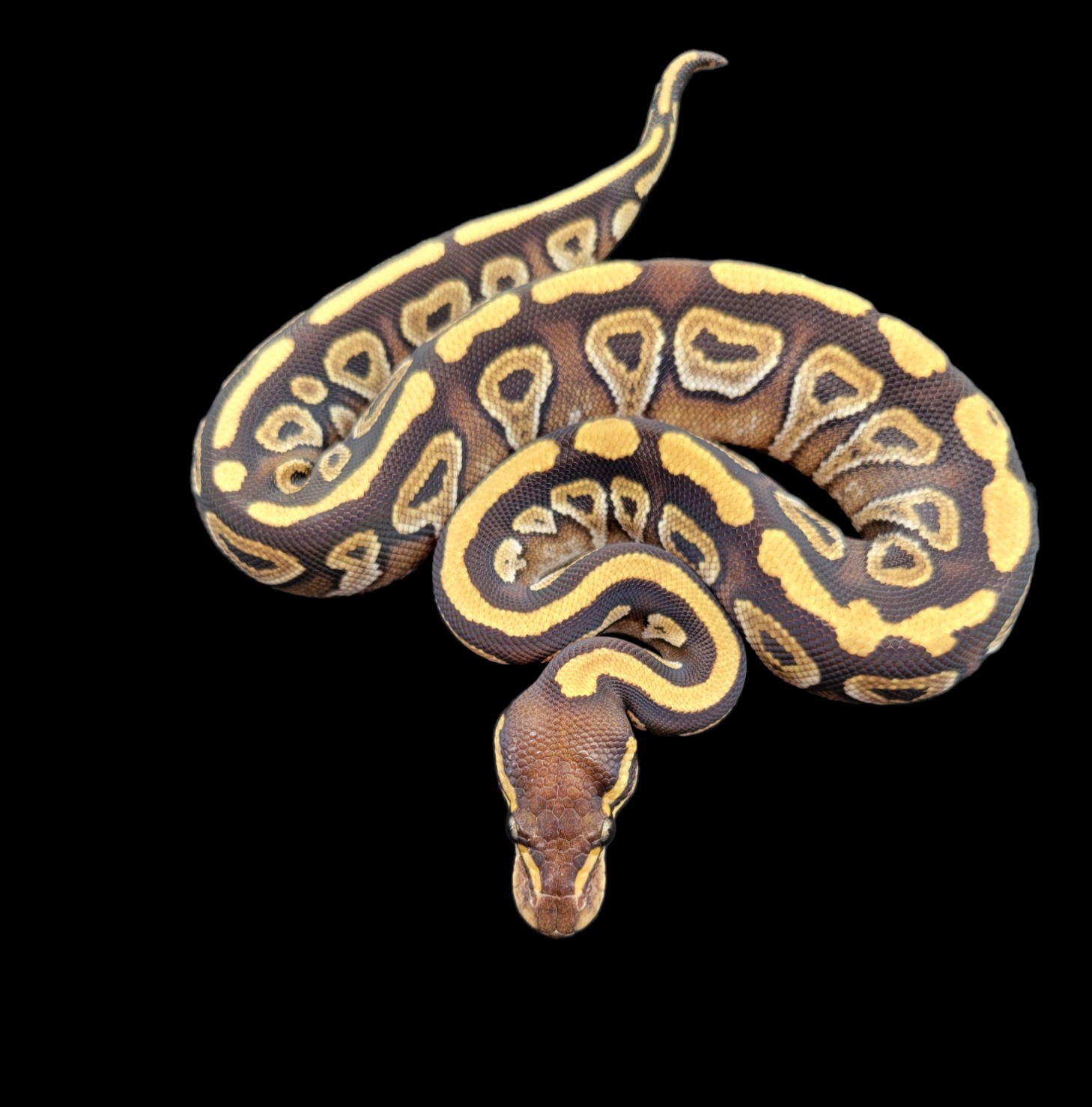 animal image