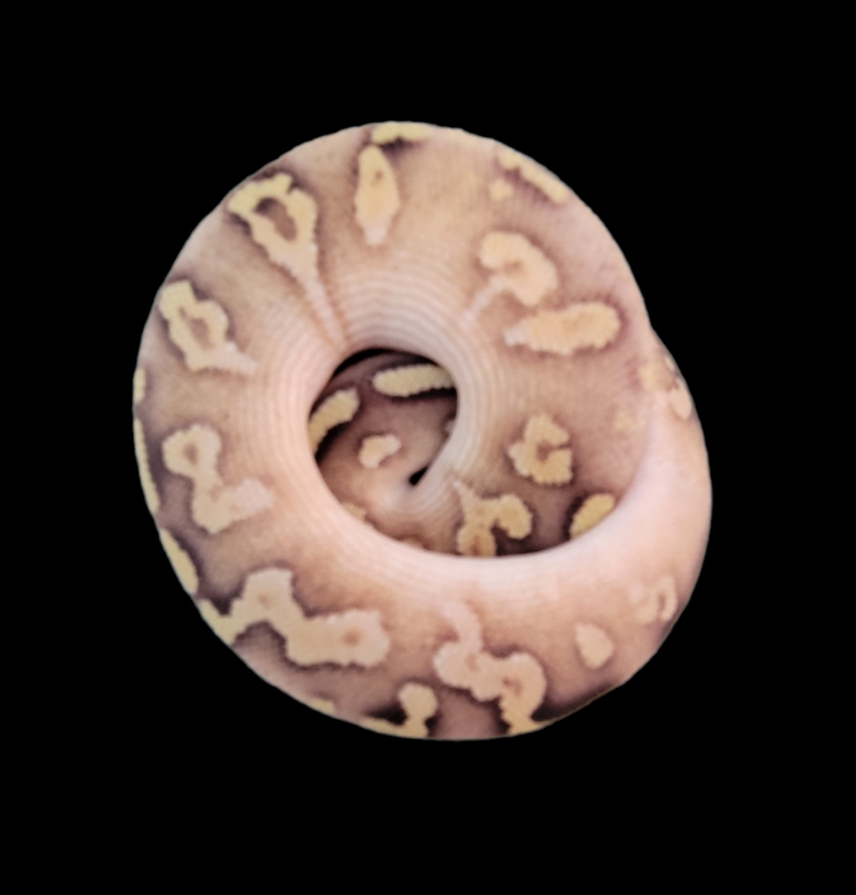 animal image