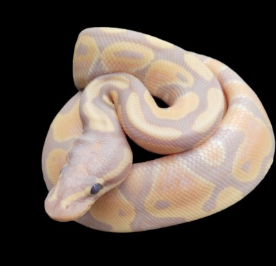 animal image