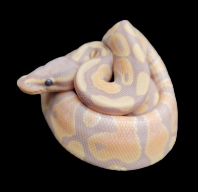 animal image