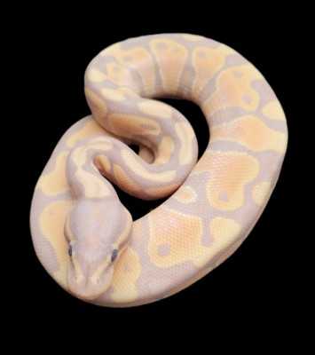 animal image