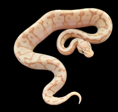 animal image