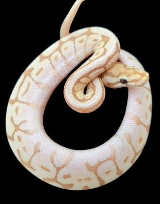 animal image