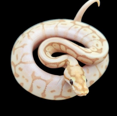 animal image