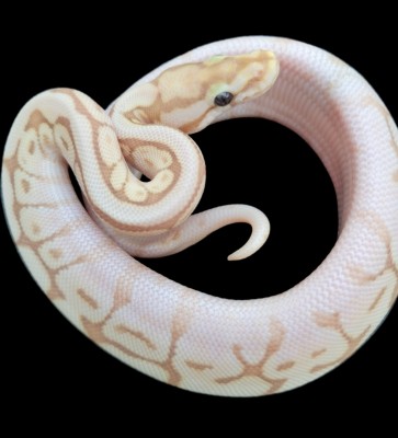 animal image