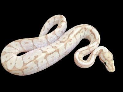 animal image