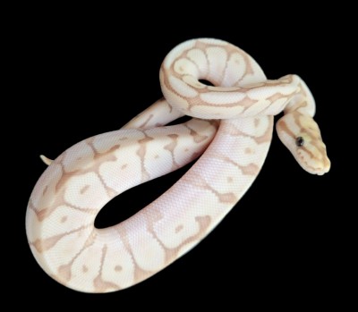 animal image