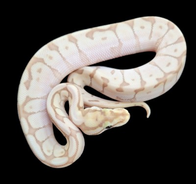 animal image