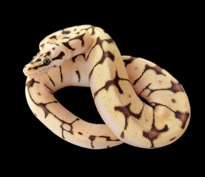 animal image