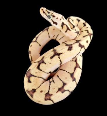 animal image
