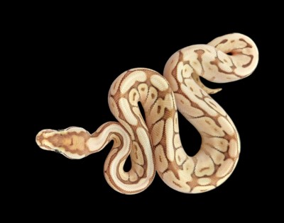 animal image