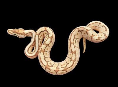 animal image