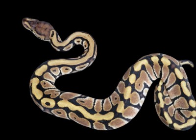 animal image