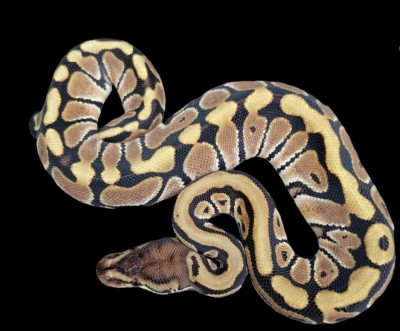 animal image