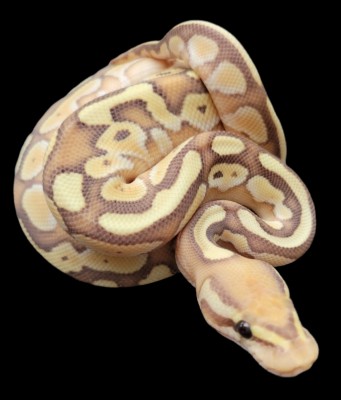 animal image