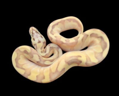 animal image