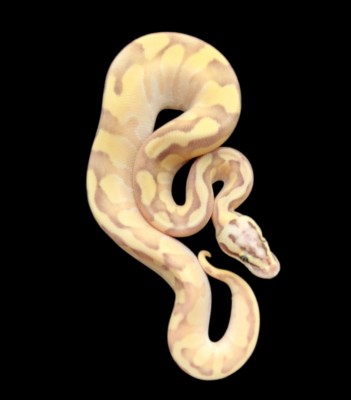 animal image