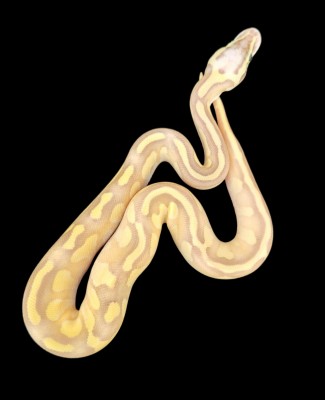 animal image