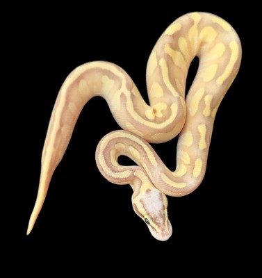 animal image