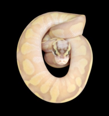 animal image