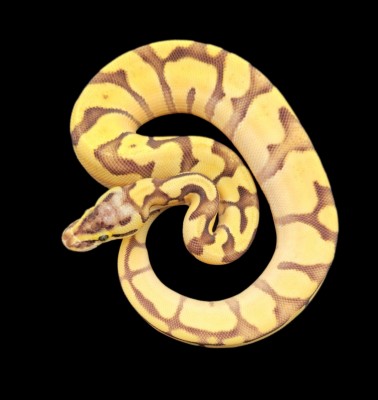 animal image