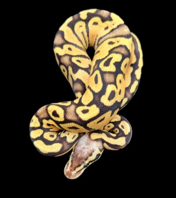 animal image