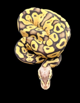 animal image